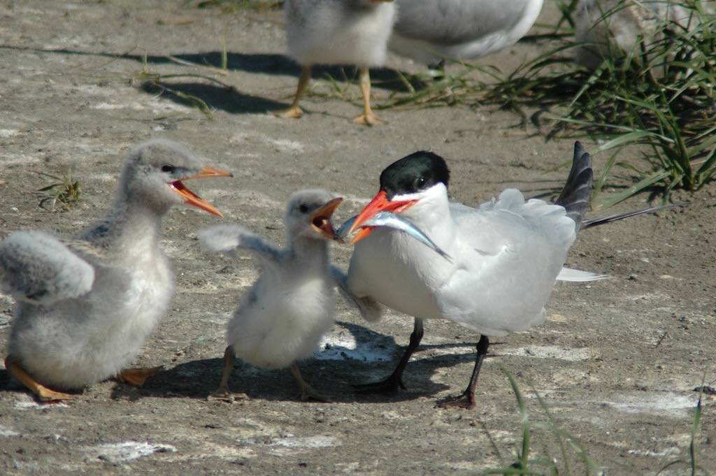 DSC_0292 by Caspian Tern is licensed under CC BY-SA 2.0.